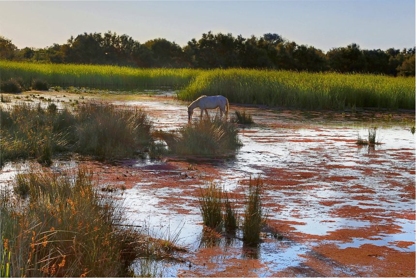 An excursion into the heart of the Camargue in a 4x4 (with a guide)