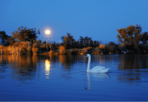 Illustration - escapade romantique en Camargue au MAs de la Fouque : cygne flottant dans un paysage nocturne