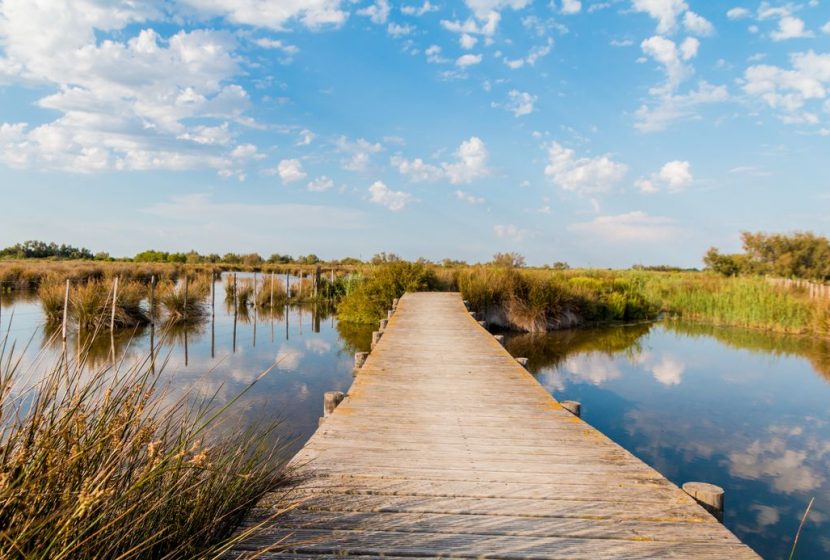 Walk in the heart of the Camargue