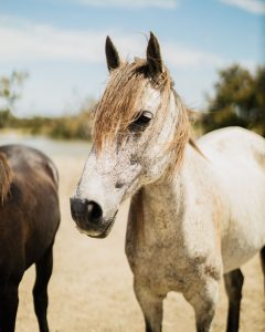 Photo illustration Cheval de Camargue - Hotel Spa Mas de la Fouque en Camargue