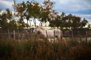 Photo illustration Cheval de Camargue - Hotel Spa Mas de la Fouque en Camargue