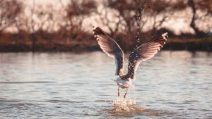 Photo illustration Faune camarguaise - Hotel Spa Mas de la Fouque en Camargue