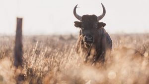 Photo taureau camarguais - Hotel Spa Mas de la Fouque en Camargue