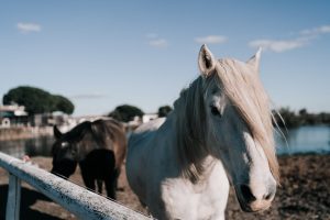 Photo Cheval de Camargue - Hotel Spa Mas de la Fouque en Camargue