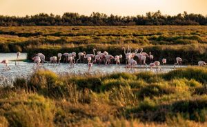 Découverte faune camarguaise - Hotel Spa Mas de la Fouque