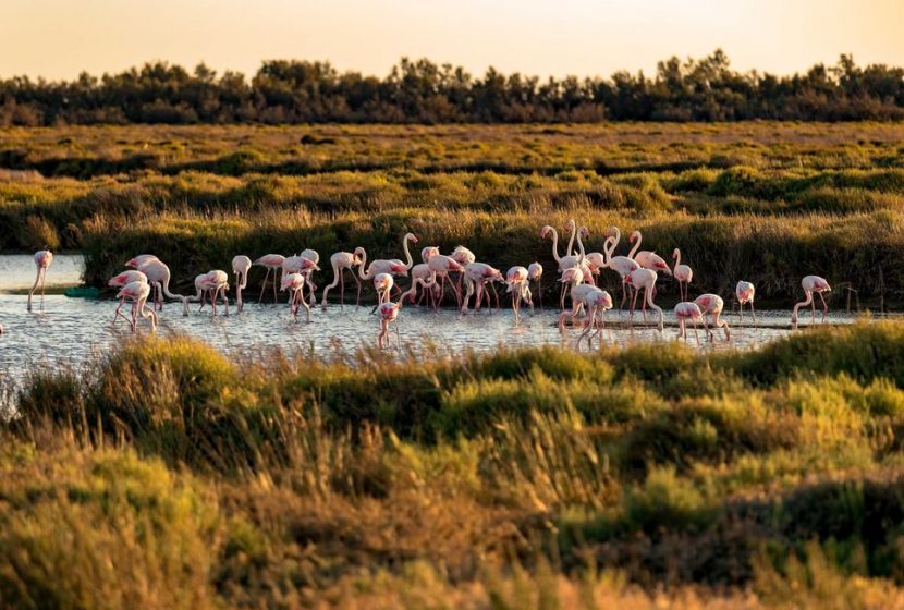 Découverte faune camarguaise - Hotel Spa Mas de la Fouque