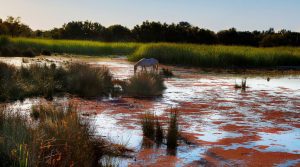 Photo illustration Cheval de Camargue - Hotel Spa Mas de la Fouque en Camargue